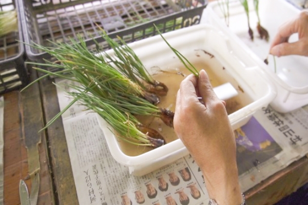 野菜選別（野菜市場）